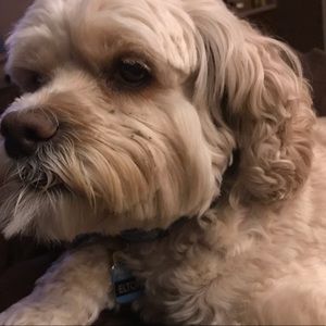 Meet your Posher, Chantelle